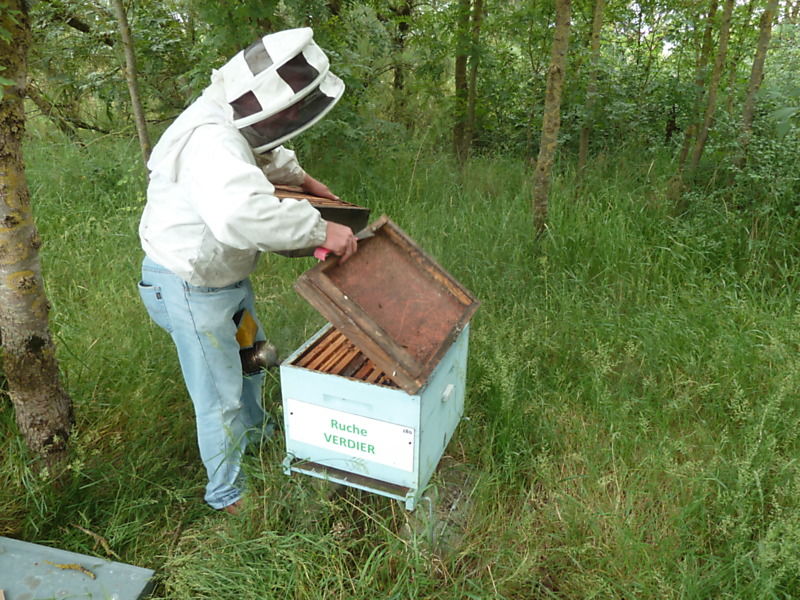 La ruche Verdier