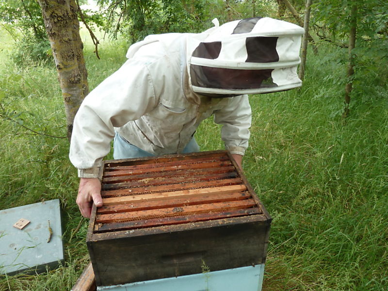 La ruche Verdier