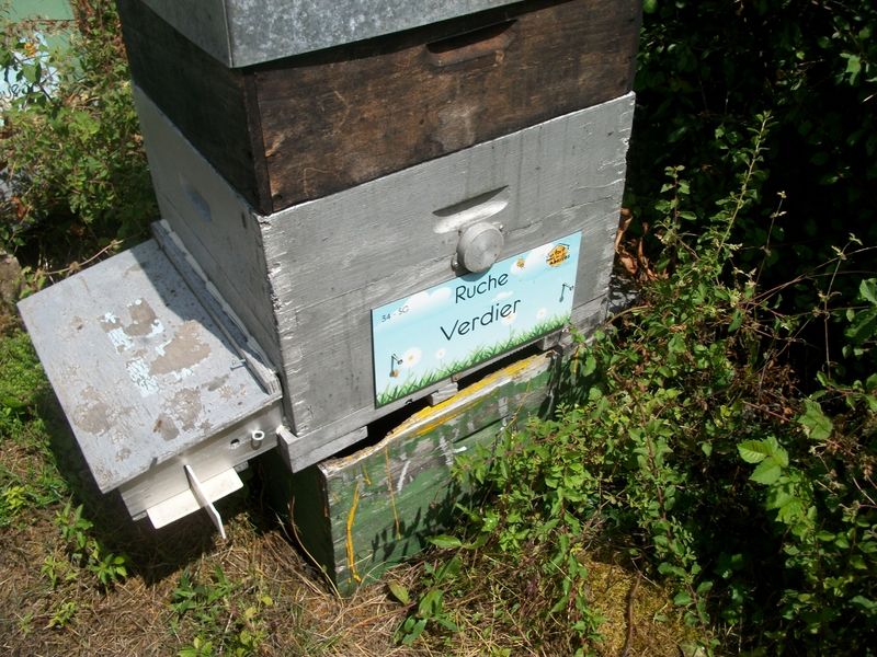 La ruche Verdier