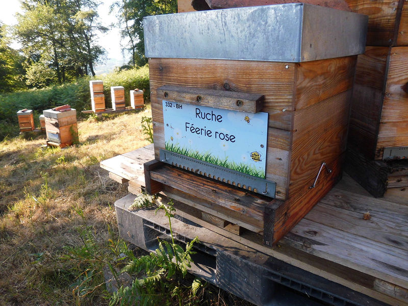 La ruche Féerie rose