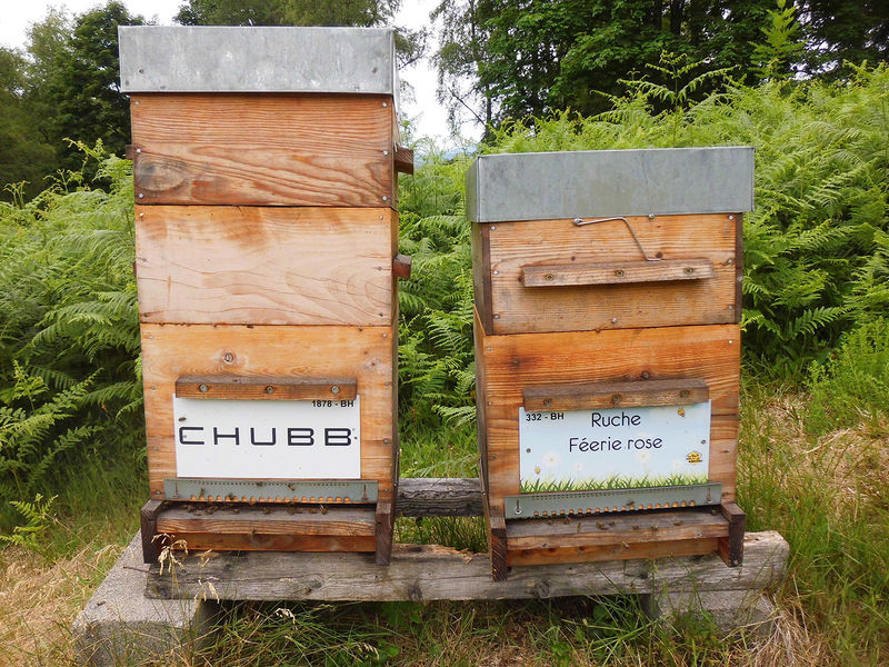 La ruche Féerie rose