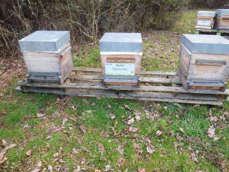 La ruche Féerie rose