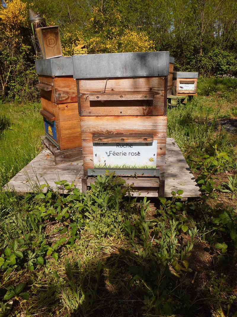 La ruche Féerie rose