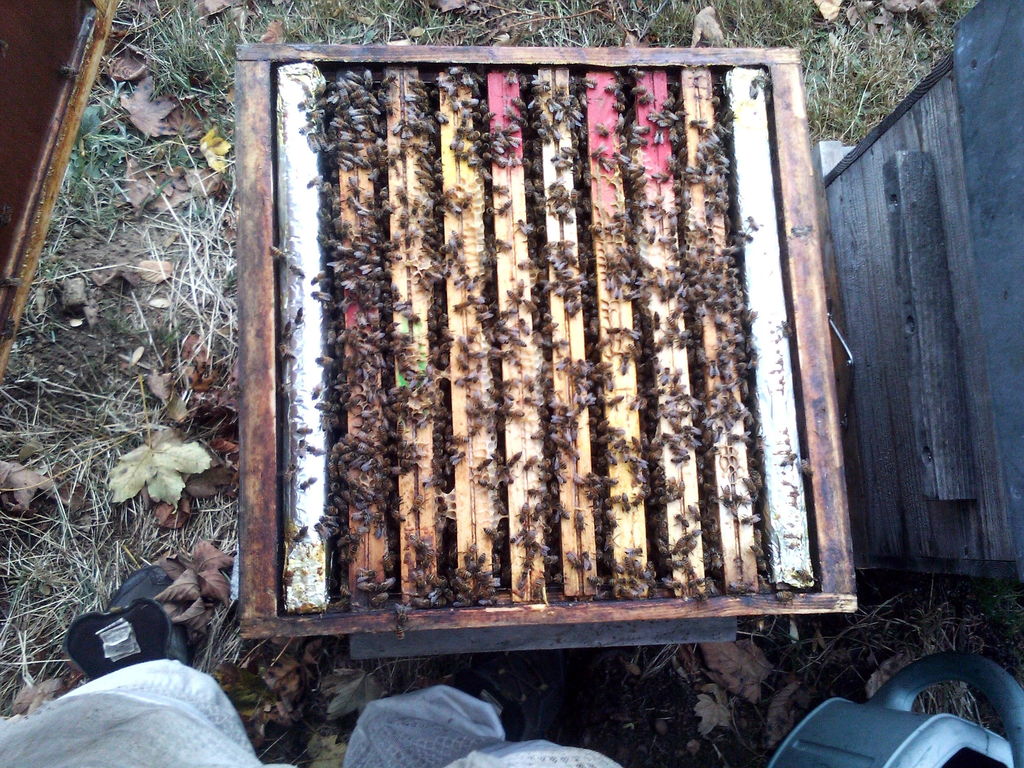 La ruche Féerie rose