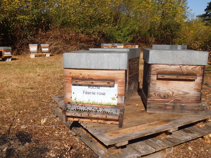 La ruche Féerie rose