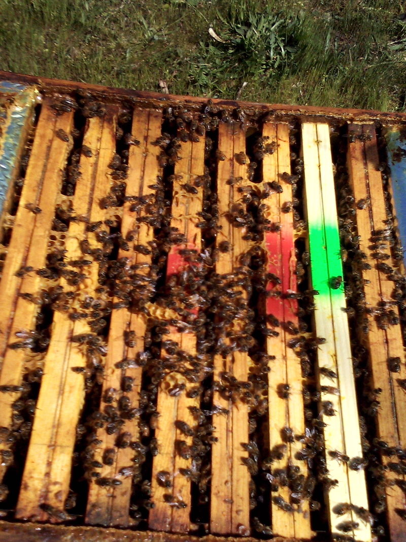 La ruche Féerie rose