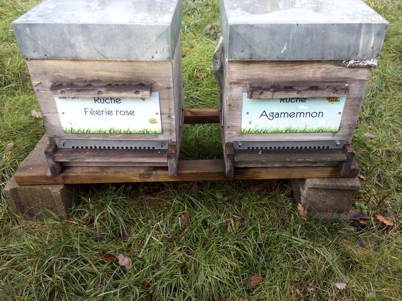 La ruche Féerie rose