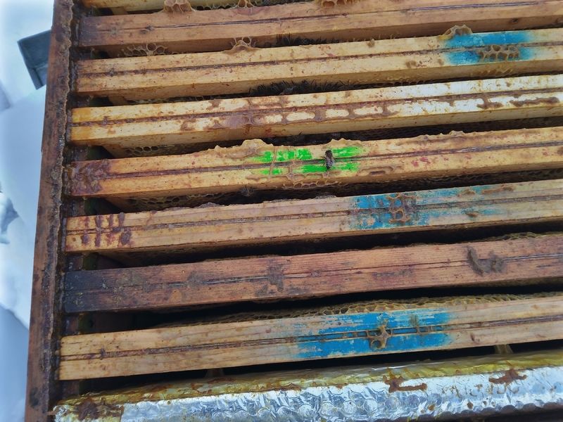 La ruche Féerie rose