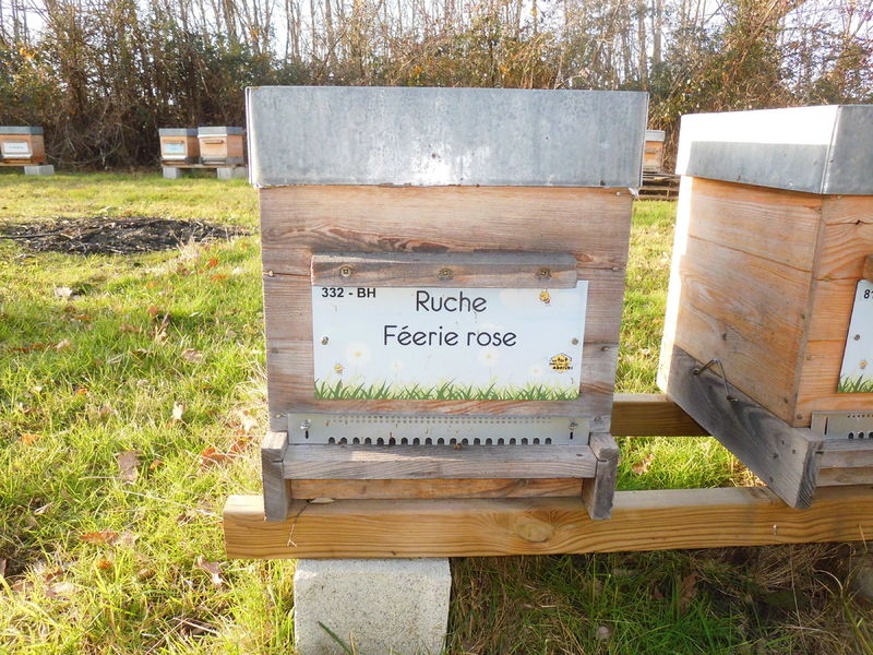 La ruche Féerie rose