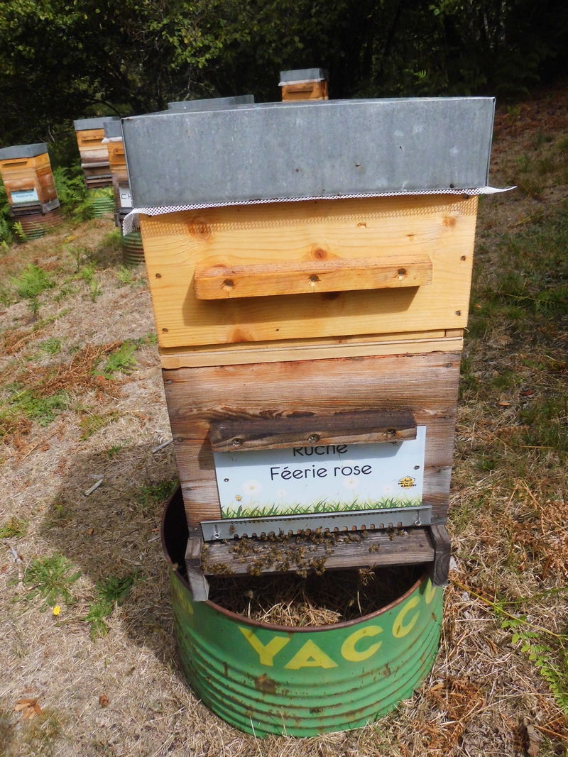 La ruche Féerie rose