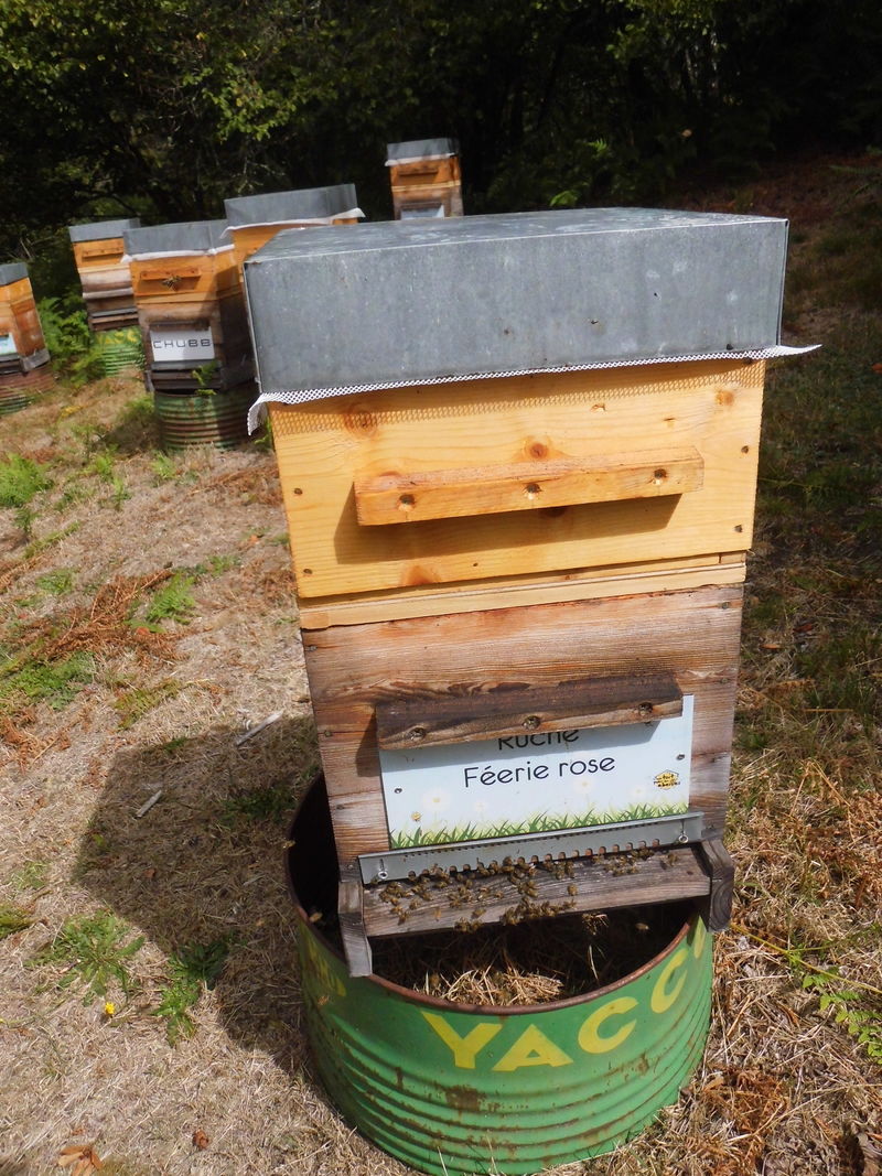 La ruche Féerie rose