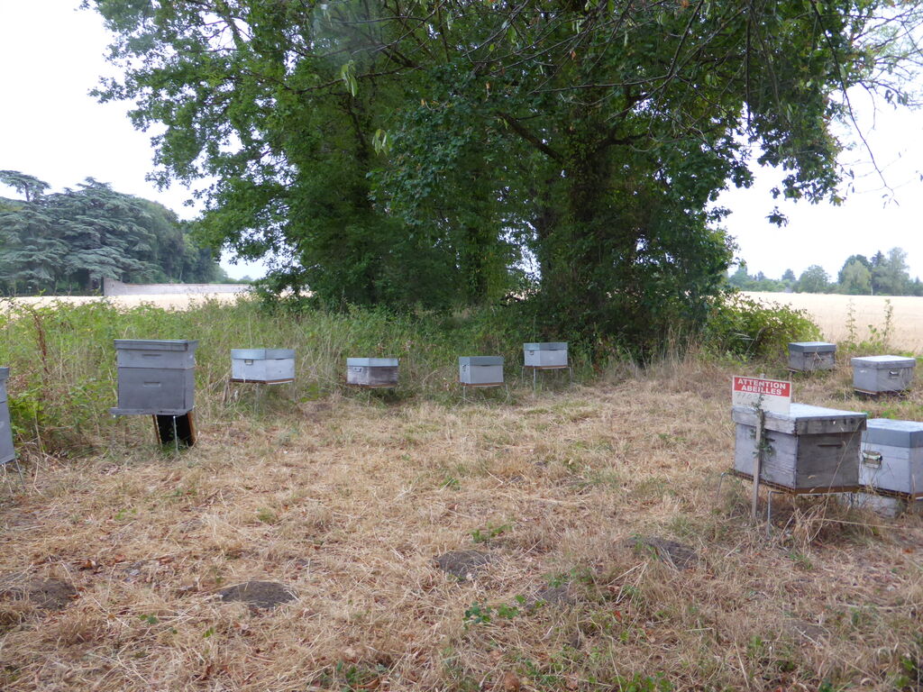 La ruche FONDATION PURESSENTIEL