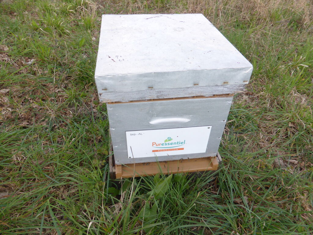 La ruche FONDATION PURESSENTIEL