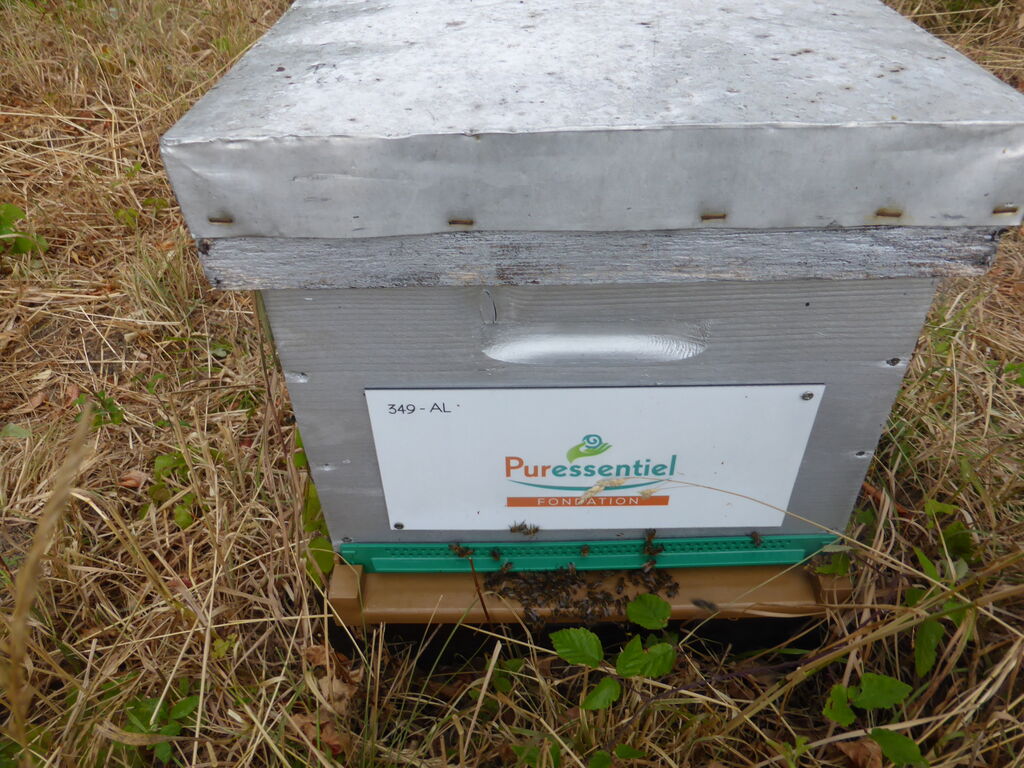 La ruche FONDATION PURESSENTIEL