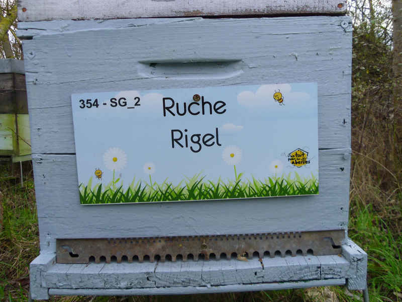 La ruche Rigel