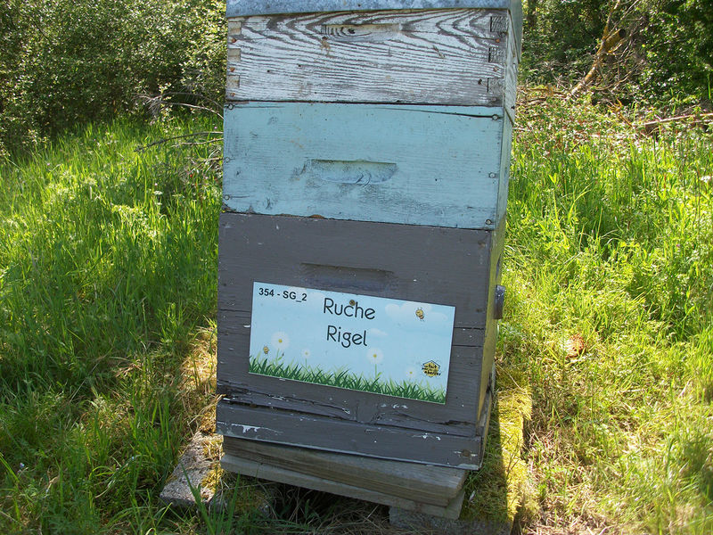 La ruche Rigel