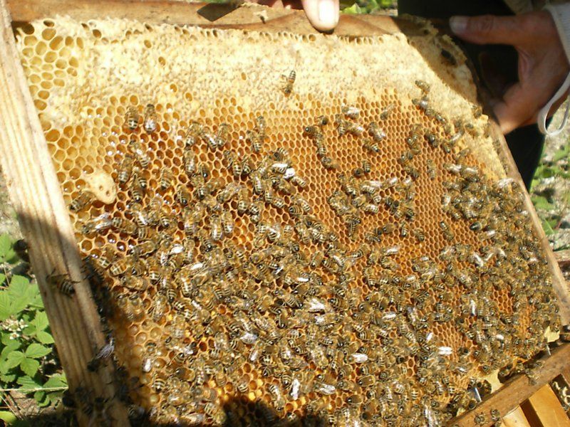 La ruche L OREAL COSMETIQUE ACTIVE