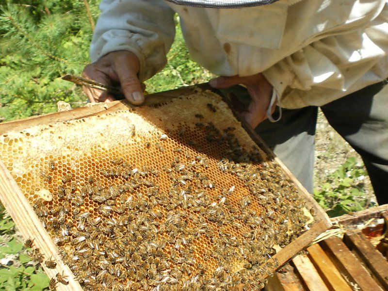 La ruche L OREAL COSMETIQUE ACTIVE