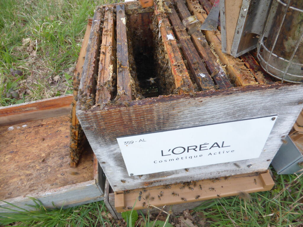 La ruche L OREAL COSMETIQUE ACTIVE