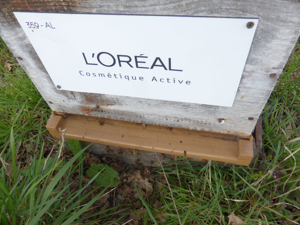 La ruche L OREAL COSMETIQUE ACTIVE