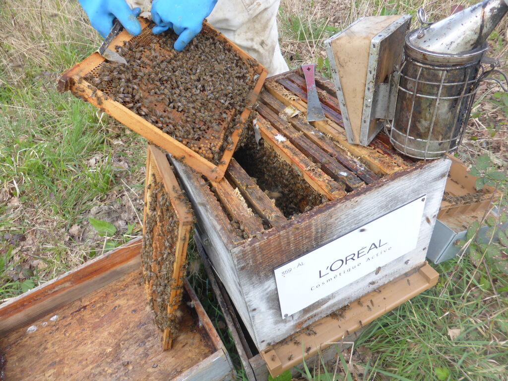 La ruche L OREAL COSMETIQUE ACTIVE