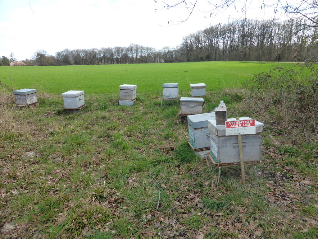 La ruche L OREAL COSMETIQUE ACTIVE