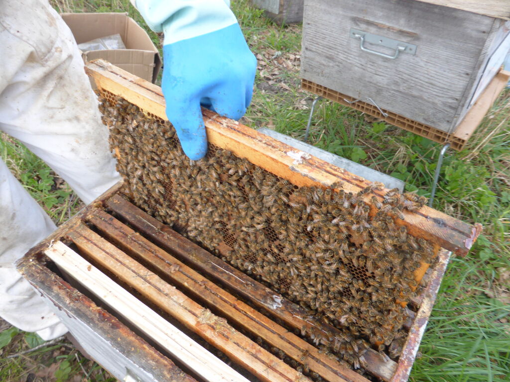 La ruche L OREAL COSMETIQUE ACTIVE