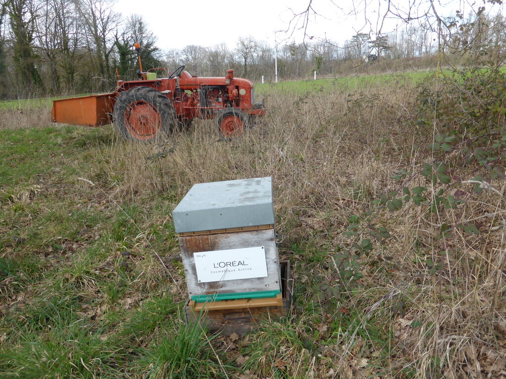 La ruche L OREAL COSMETIQUE ACTIVE