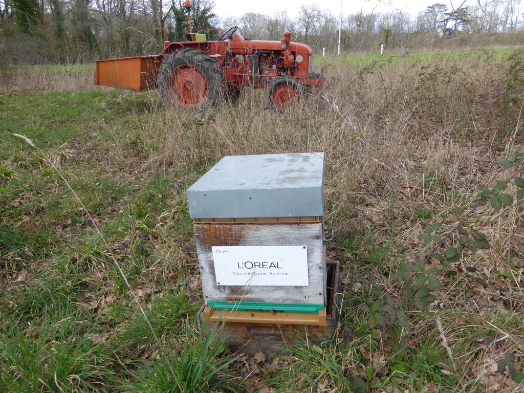 La ruche L OREAL COSMETIQUE ACTIVE