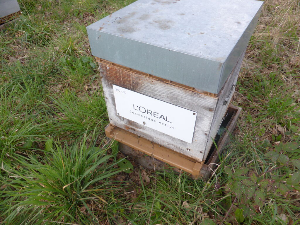 La ruche L OREAL COSMETIQUE ACTIVE