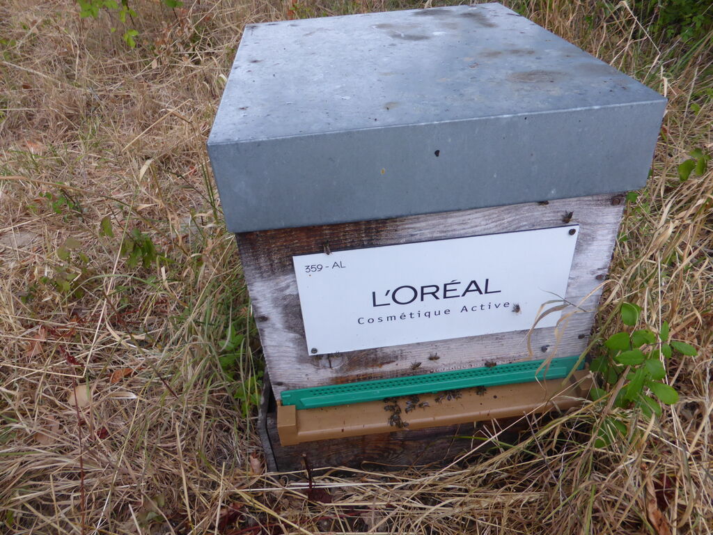 La ruche L OREAL COSMETIQUE ACTIVE