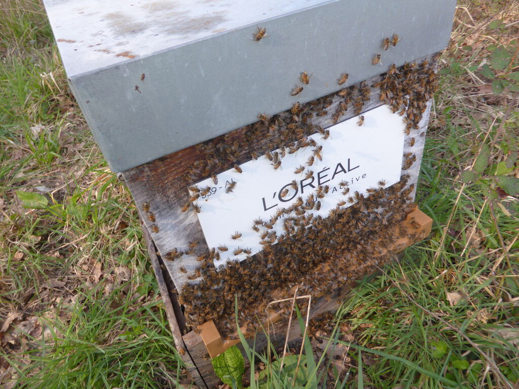 La ruche L OREAL COSMETIQUE ACTIVE