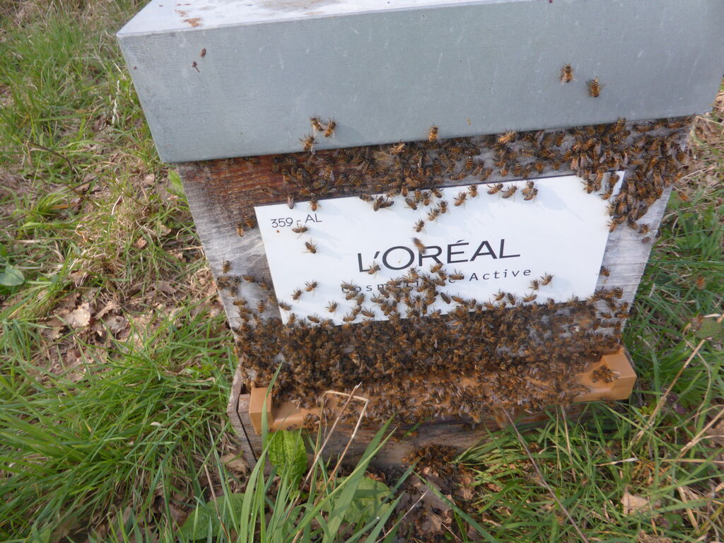 La ruche L OREAL COSMETIQUE ACTIVE