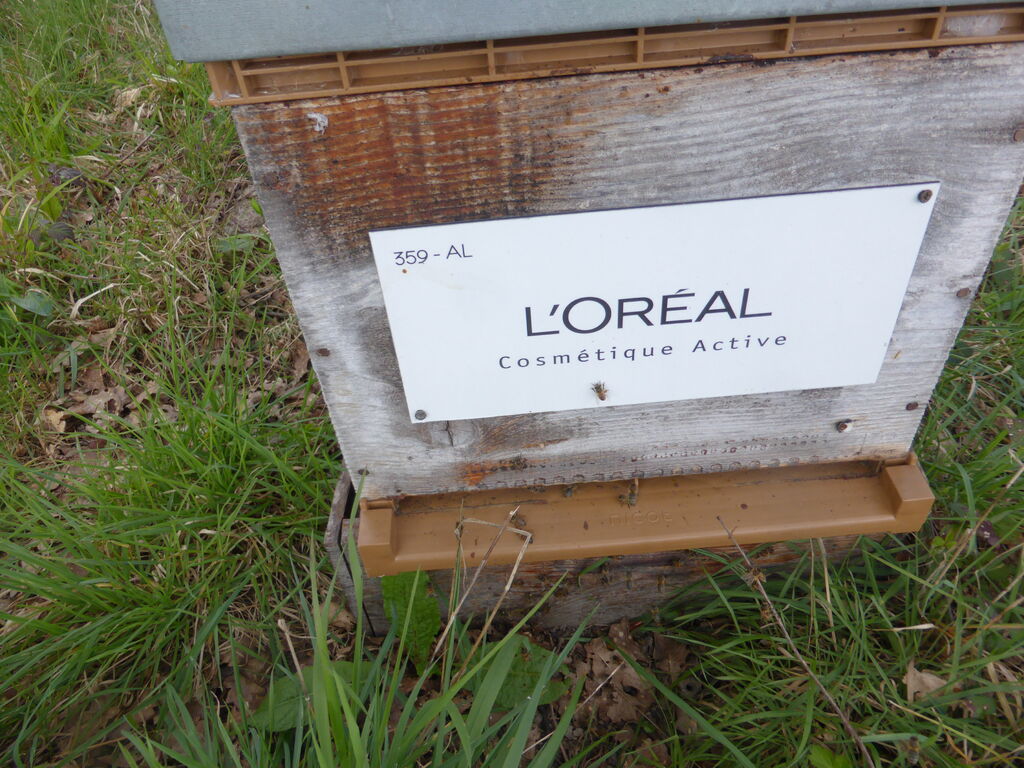 La ruche L OREAL COSMETIQUE ACTIVE