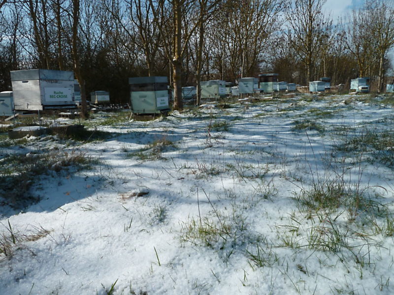 La ruche Oie cendrée
