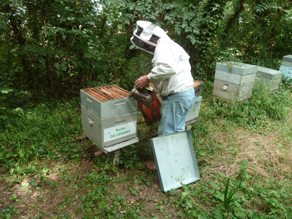 La ruche Oie cendrée