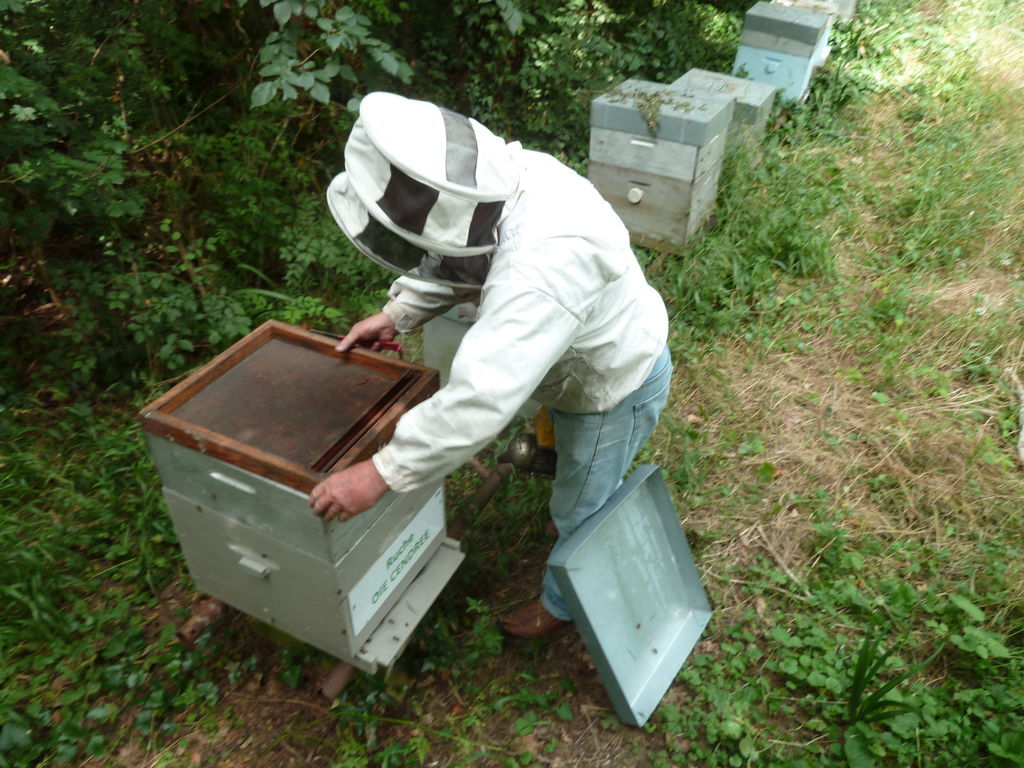 La ruche Oie cendrée