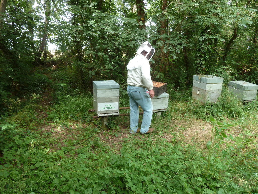 La ruche Oie cendrée