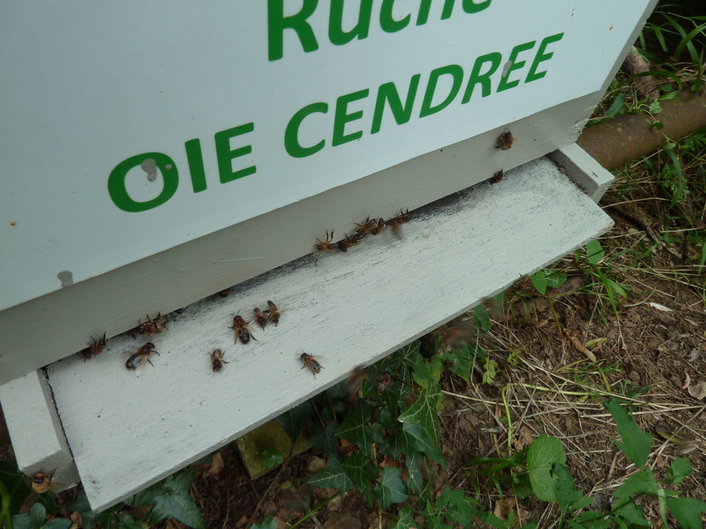 La ruche Oie cendrée