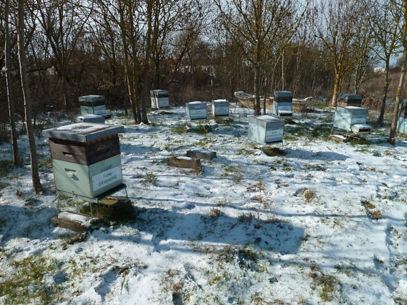 La ruche Oie cendrée