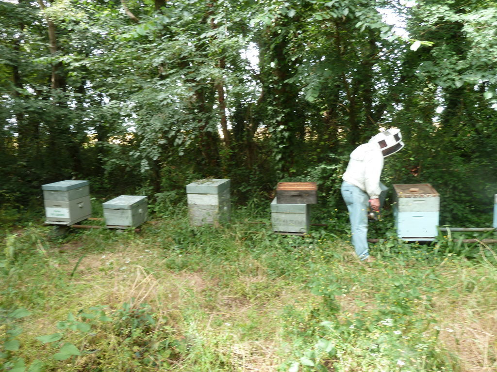 La ruche Oie cendrée
