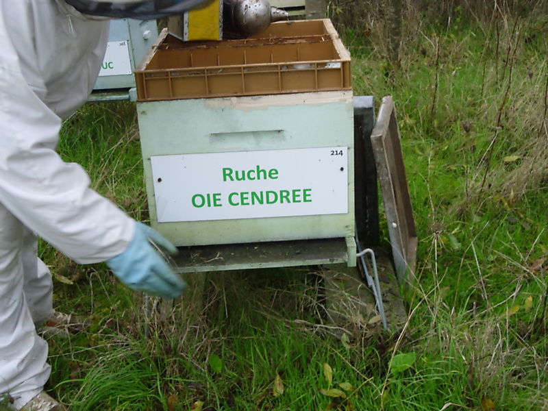 La ruche Oie cendrée