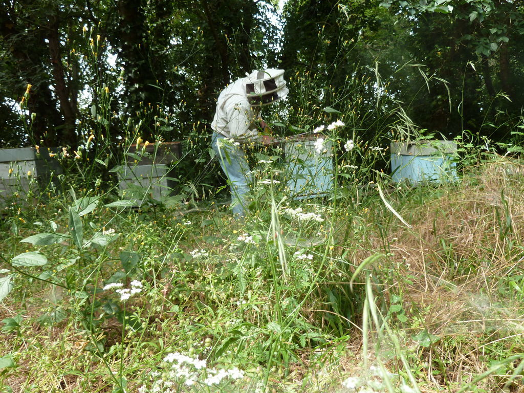 La ruche Oie cendrée
