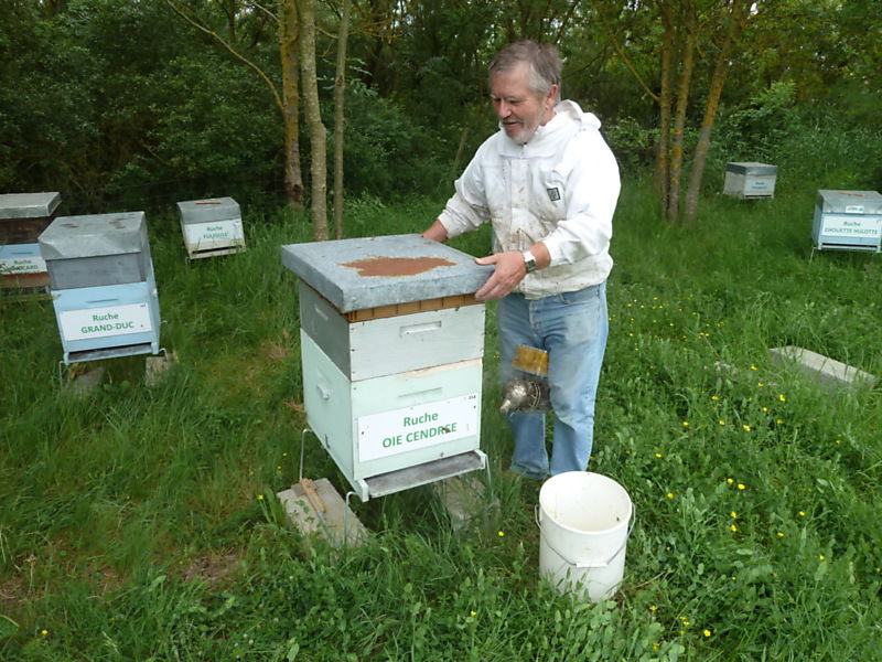 La ruche Oie cendrée