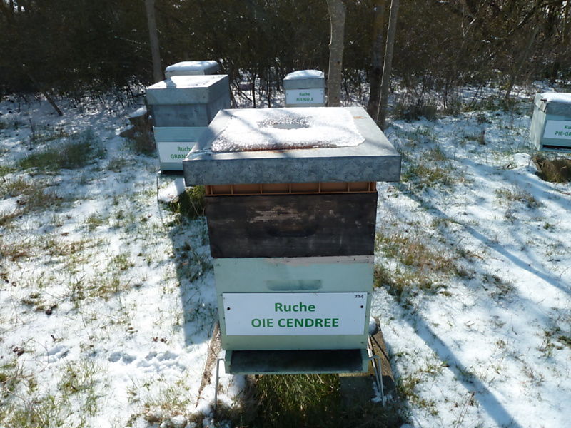 La ruche Oie cendrée