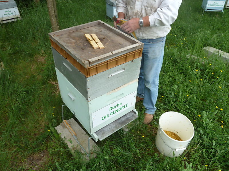 La ruche Oie cendrée
