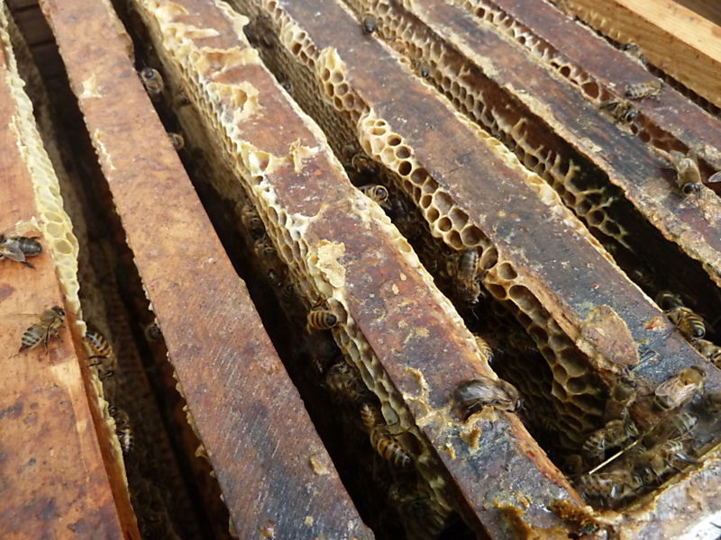 La ruche Oie cendrée