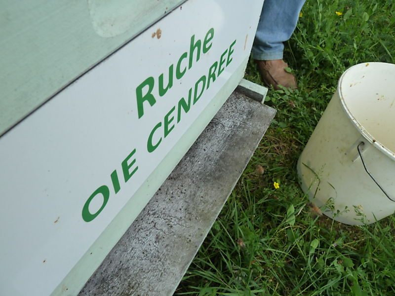 La ruche Oie cendrée