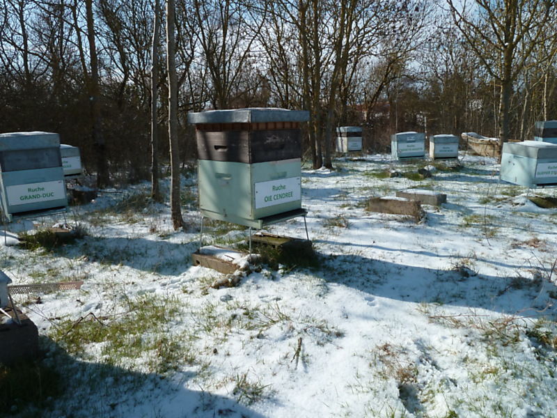 La ruche Oie cendrée