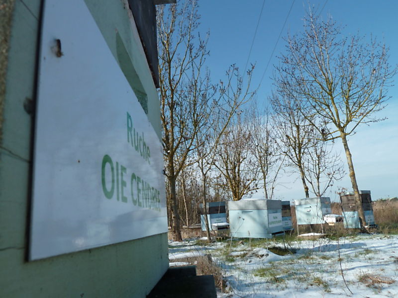 La ruche Oie cendrée